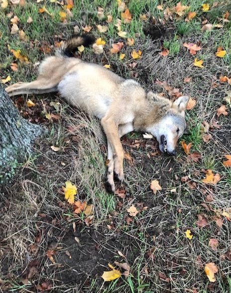 POL-DH: --- Unfall mit Wolf in Barnstorf - Kradfahrerin bei Unfall in Bruchhausen-Vilsen verletzt ---