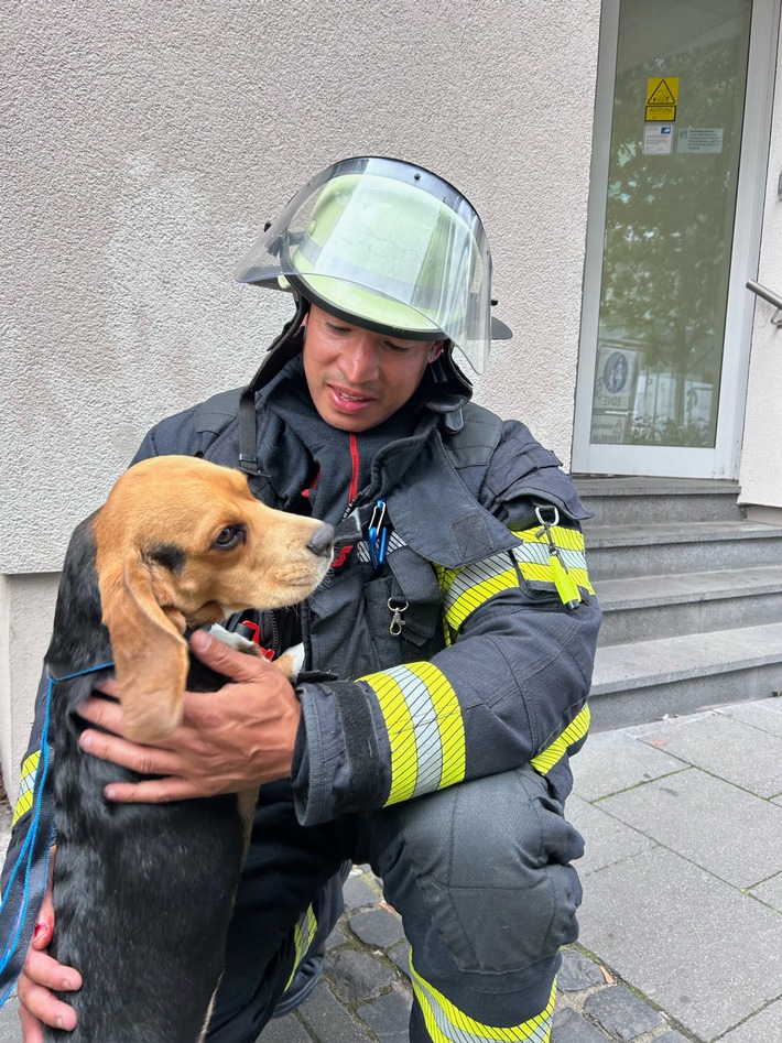 FW Mainz: Feuerwehr Mainz rettet dank aufmerksamer Nachbarn Beagle &quot;Frank&quot; aus verrauchter Wohnung