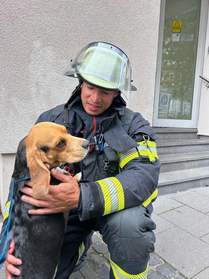 FW Mainz: Feuerwehr Mainz rettet dank aufmerksamer Nachbarn Beagle "Frank" aus verrauchter Wohnung