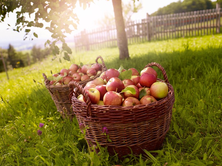 Tag des Deutschen Apfels: Äpfel, immer schon in aller Munde