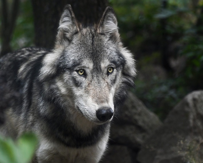 Freie Wähler Niedersachsen fordern klare und schnelle Lösungen im Wolfsmanagement