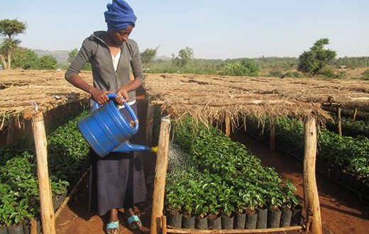 2,5 Millionen Baumsetzlinge für Äthiopien: Suchmaschine Ecosia und Stiftung Menschen für Menschen verlängern Partnerschaft
