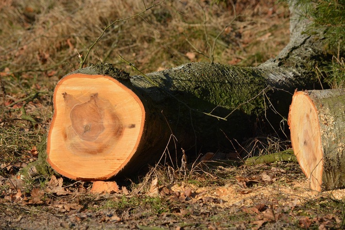 Baumeigentum bringt Pflichten mit sich