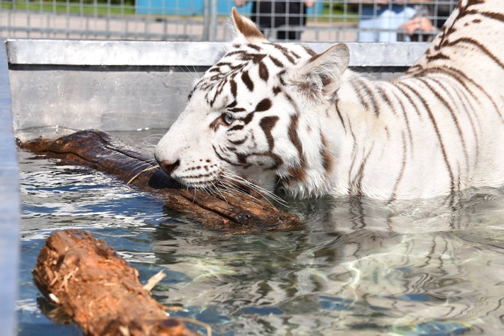 Tierhaltung: &quot;Behavioral enrichment&quot; im Circus Krone