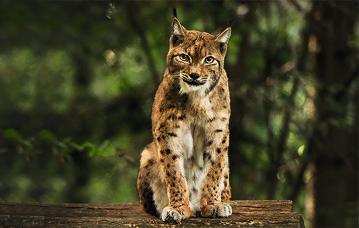 Graubünden darf den Luchs nicht politisch blockieren