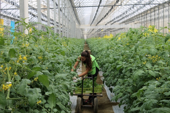Tomatenanbau in hochmodernem Solargewächshaus in Südspanien / Weiterer Text über ots und www.presseportal.de/nr/148445 / Die Verwendung dieses Bildes ist für redaktionelle Zwecke honorarfrei. Veröffentlichung bitte unter Quellenangabe: "obs/CuTE SOLAR/Belen Garre López"