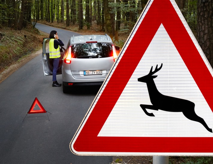 Mehr Wildunfälle im Herbst / Wer durch Waldstücke fährt, muss Geschwindigkeit anpassen und vorsichtig fahren