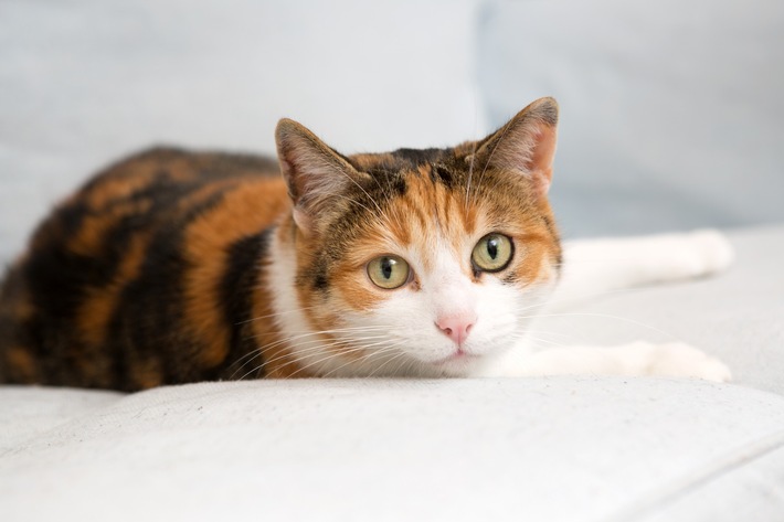 So werden die Ferien auch für Haustiere schön