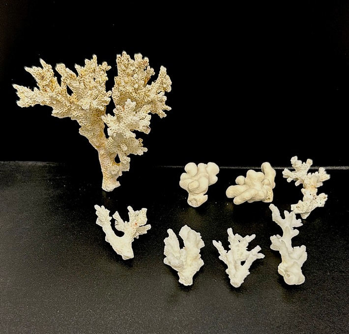 HZA-IZ: Geschützte Korallen durch Zoll am Hamburger Flughafen beschlagnahmt/ Zoll beschlagnahmt acht unter Artenschutz stehende Korallen von den Malediven