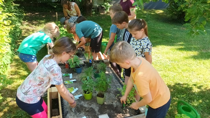 🌱🐝🏆Deutschland summt!-Pflanzwettbewerb: 150 kostenfreie Kräuterpakete für Kinder- & Jugendgruppen 🌿