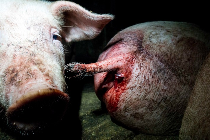 Tierrechtsverein veröffentlicht Videoaufnahmen aus dem Schweinemastbetrieb der neuen Landwirtschaftsministerin (CDU) von Nordrhein-Westfalen
