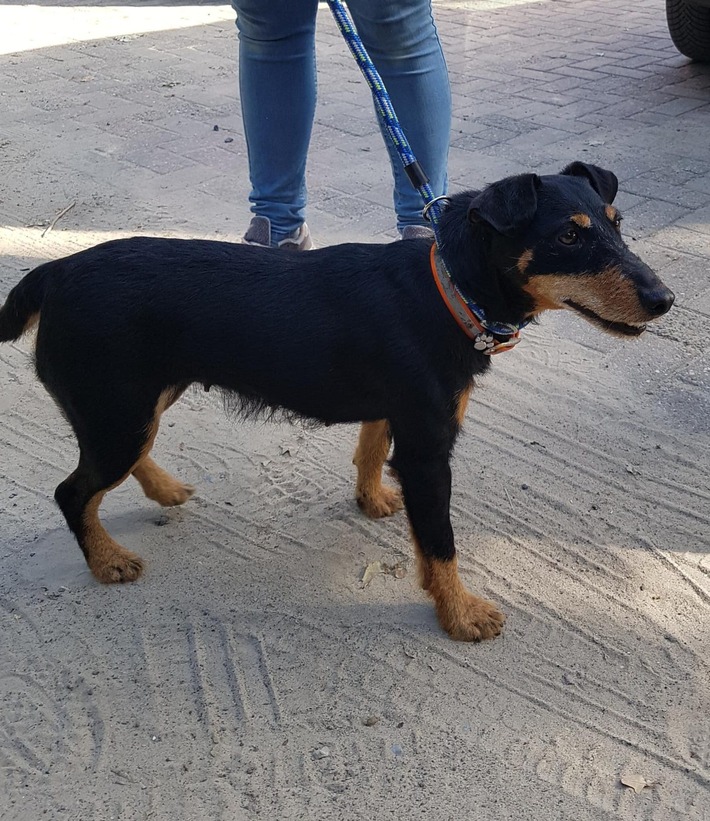 POL-DEL: Autobahnpolizei Ahlhorn: Aufgefundener Hund an der Autobahn 28 auf dem Parkplatz Hemmelsberg