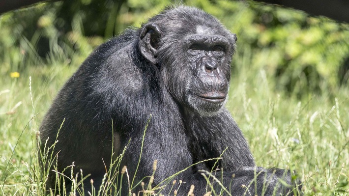 Zoologische Gärten trauern um Jane Goodall / Pionierin der Primatenforschung, Tier- und Umweltschützerin und Unterstützerin wissenschaftlich geführter Zoos