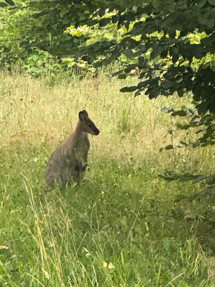 POL-MK: Känguru überrascht Autofahrer