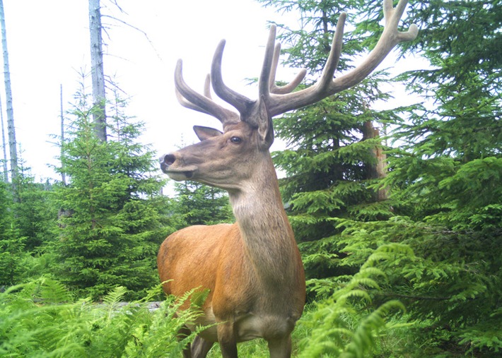 Freiburger Forschende ermitteln erstmals die Wildtierpopulationen in 10 deutschen Großschutzgebieten