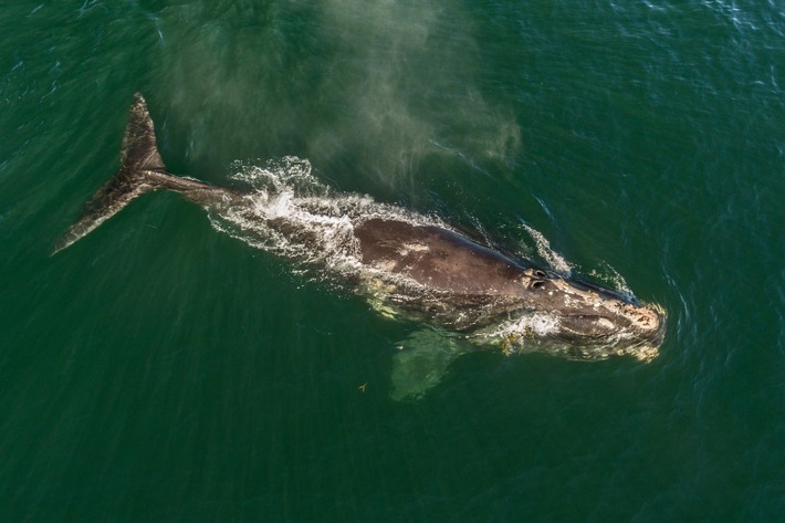 Alarmstufe Rot für Nordatlantische Glattwale