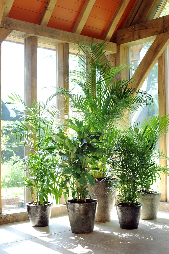 Palme ist Zimmerpflanze des Monats Juli / Mit einer Palme im Haus erblüht die Kreativität (BILD)