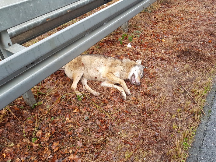 POL-F: 200128 - 0093 Frankfurt-Sachsenhausen: Verkehrsunfall mit Tier - Verdacht eines Wolfes (mit Foto)