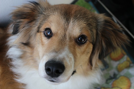 Passage à l’heure d’été: un défi pour les animaux de compagnie et la faune sauvage
