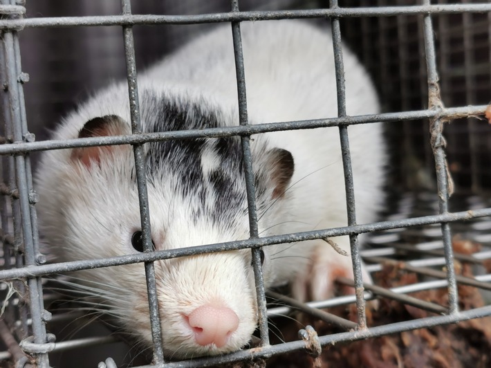 Schock-Szenen aus der Gaskiste: SOKO Tierschutz deckt Tierqual in Pelzindustrie auf / Todeskampf der Nerze im Gas