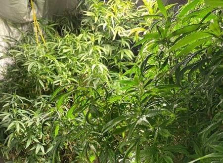 POL-BN: Königswinter: Bonner Polizei hebt Cannabisplantage aus - Zwei Festnahmen