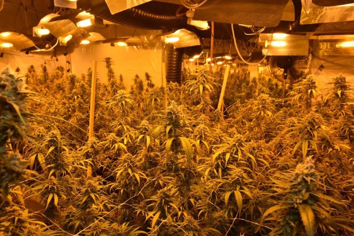 POL-LG: ++ &quot;einen guten Riecher&quot;++ Polizei hebt professionelle Indoor-Plantage aus ++ fast 600 erntereife Cannabispflanzen und hochwertiges Equipment in ehem. Baumarkt ++ Ermittlungen gegen 50 Jahre ...