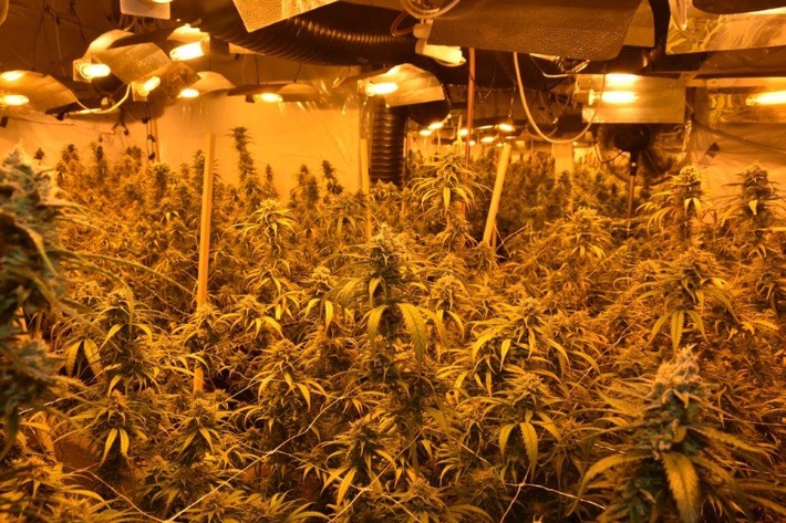 POL-LG: ++ "einen guten Riecher"++ Polizei hebt professionelle Indoor-Plantage aus ++ fast 600 erntereife Cannabispflanzen und hochwertiges Equipment in ehem. Baumarkt ++ Ermittlungen gegen 50 Jahre ...