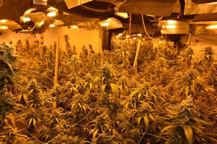 POL-LG: ++ "einen guten Riecher"++ Polizei hebt professionelle Indoor-Plantage aus ++ fast 600 erntereife Cannabispflanzen und hochwertiges Equipment in ehem. Baumarkt ++ Ermittlungen gegen 50 Jahre ...