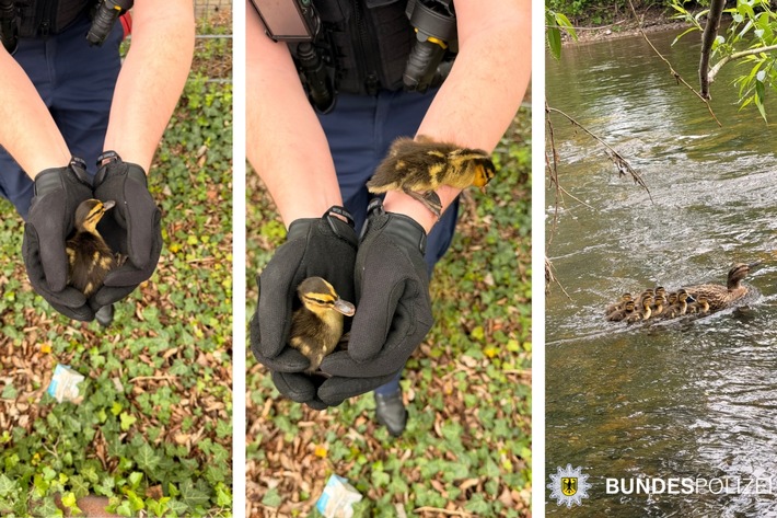 BPOL NRW: Tierischer Einsatz in Hennef: Bundespolizei rettet Entenfamilie aus Gleisbereich