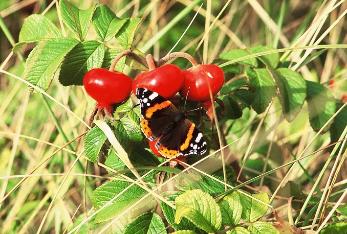 Viele Schmetterlingsarten sind in ihrem Bestand gefährdet / Fielmann stiftet dem ErlebnisWald Trappenkamp den größten norddeutschen Schmetterlingsgarten unter freiem Himmel zum Schutz heimischer Falter