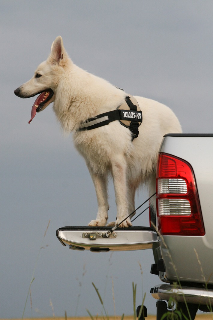 Hundetransport im Auto - BILD