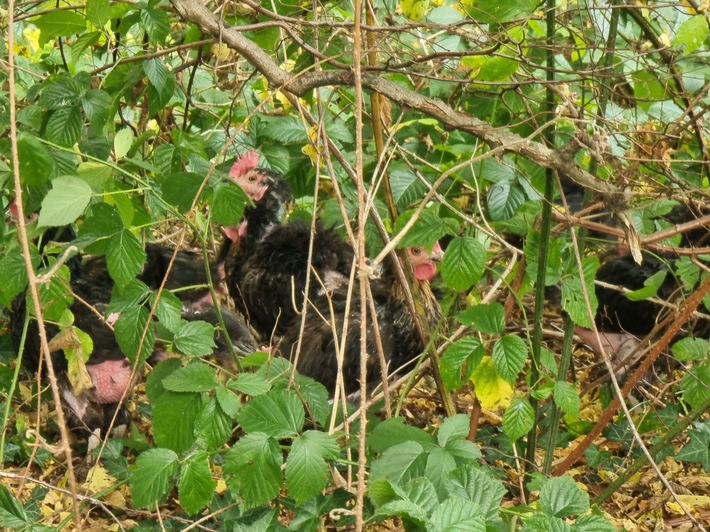 FW-WRN: TH_TÜR und Amtshilfe fürs Ordnungsamt - freigesetzte Hühner einfangen