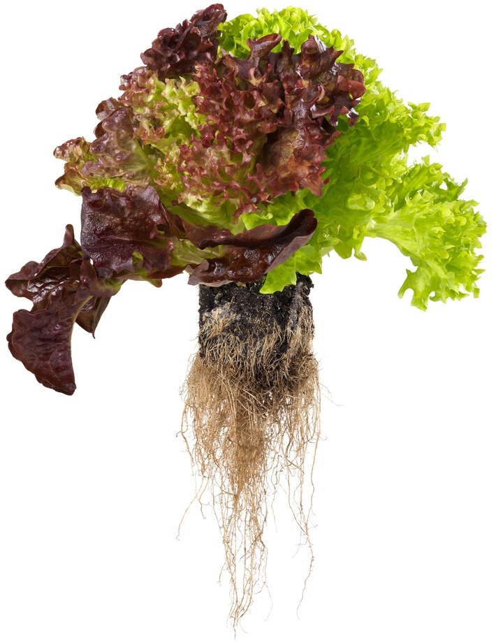 «Living Salad» - dieser Salat bleibt besonders lang frisch / Neuheit: Coop verkauft Salat mitsamt Wurzelballen