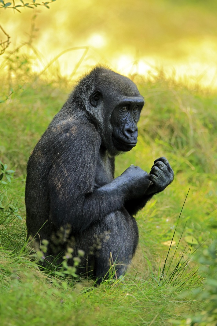 Bild zum Beitrag: picture alliance baut Wildlife- und Travel-Angebot durch Kooperation mit imageBROKER aus 