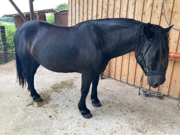 POL-NI: Pferd die Mähne abgeschnitten