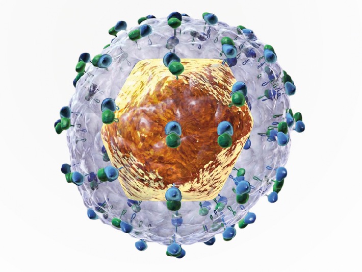 Chronische Hepatitis C: Frühzeitige Diagnose und Behandlung kann Lebensqualität und Leber retten (BILD)