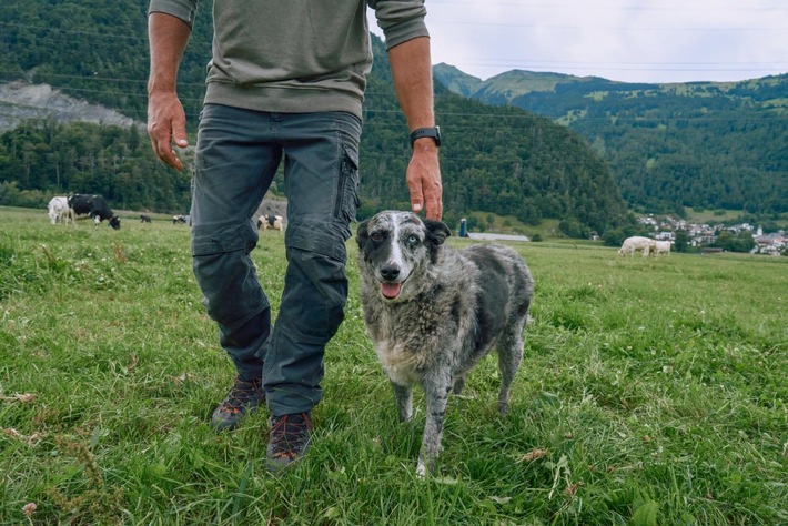 KI-gestützte Lösung von Boehringer Ingelheim und Eko Health Inc. wird Herzgeräusche bei Hunden früher erkennbar machen
