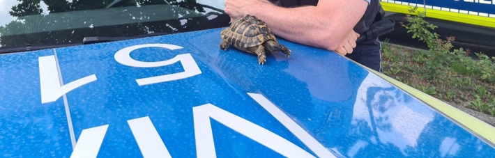 POL-MA: Weinheim/ Rhein-Neckar-Kreis: Landschildkröte aufgefunden - Besitzer gesucht