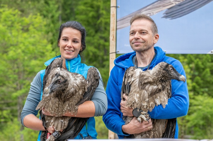 «Goldauer» Bartgeier erfolgreich ausgewildert