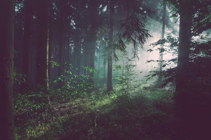 proHolz Bayern begrüßt Konjunkturpaket für den Wald