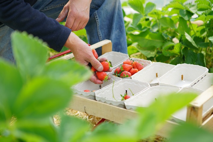 Erdbeere küsst Spargel: VILA VITA Marburg mit frischen Produkten vom eigenen Feld