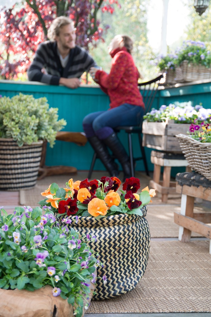 Mit Tagetes & Co. die letzten warmen Tage im Draußen-Wohnzimmer genießen / Mit leuchtenden Gartenblühern den Herbst zelebrieren (FOTO)