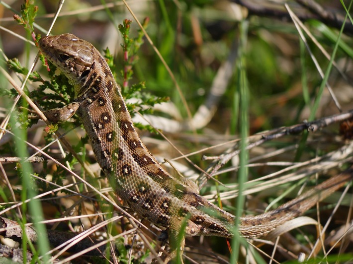 DBU Naturerbe: Stiftungstochter schützt Reptil des Jahres 2020 auf DBU-Naturerbefläche Hainberg