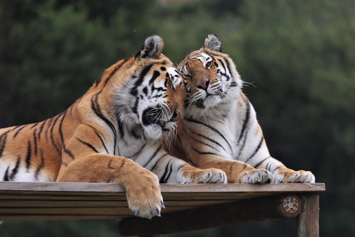 L’amour des animaux à la Saint-Valentin
