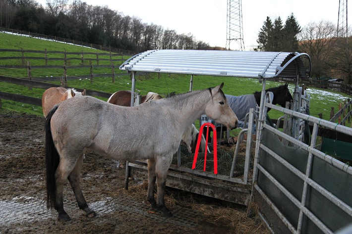 FW-E: Tierrettung in Essen-Kupferdreh, 18 Jahre alte Stute mit Hufen in Futterraufe verklemmt