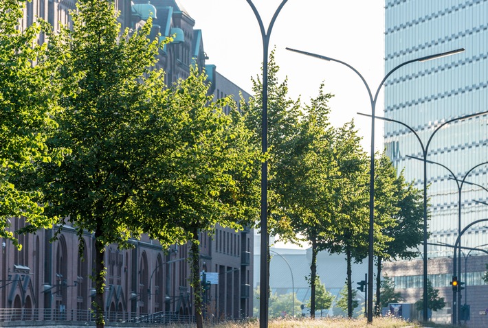 Sitzung des Klimakabinetts: Der Bund deutscher Baumschulen fordert die Aufpflanzung von Bäumen in Stadt und freier Natur