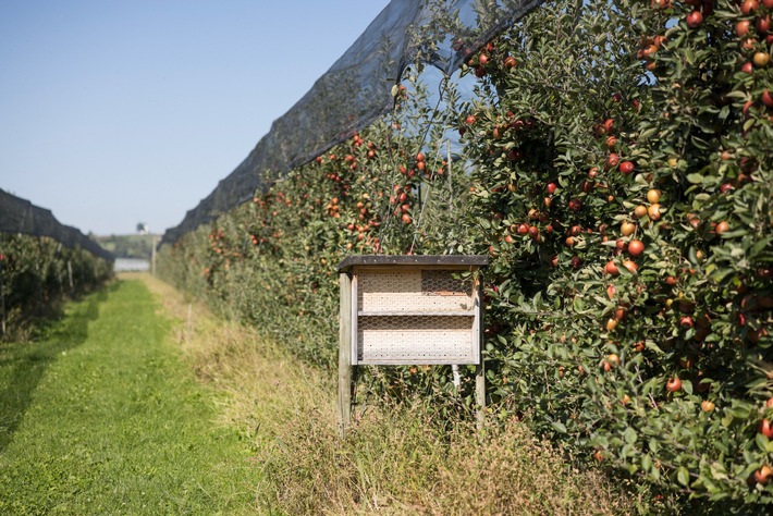 Zum Internationalen Tag der biologischen Vielfalt / Es summt und brummt in den Obstgärten am Bodensee: Wildbienenvielfalt stabilisiert sich auf hohem Niveau - gegen Bundestrend