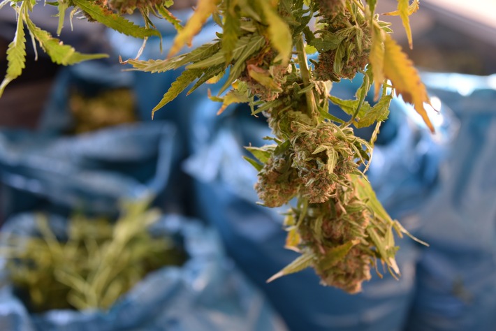 POL-E: Mülheim an der Ruhr: Marihuana Plantage in leerstehender Gaststätte entdeckt- Polizistin hatte das richtige Gespür- Zivilfahnder überraschten Kriminelle bei der Ernte