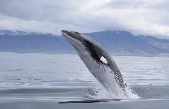 Welt-Wal-Tag: 40 Jahre Walfangverbot – doch die Jagd geht weiter