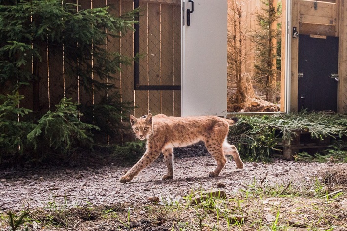 ++ Artenschutz: Luchs-Auswilderung im Thüringer Wald ​– Langzeitprojekt startet mit deutsch-rumänischen Tieren ++